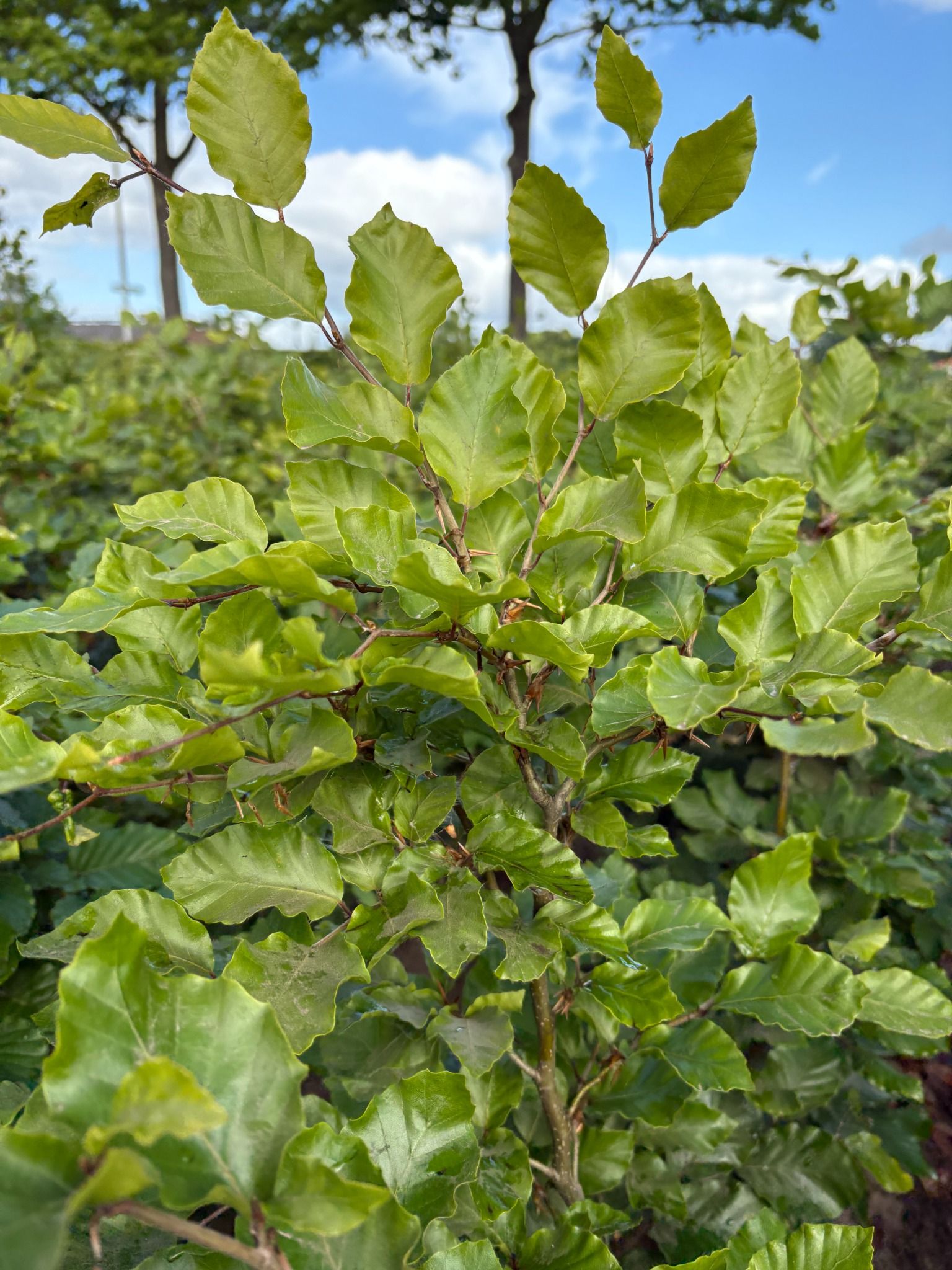 Bos- en haagplantsoen